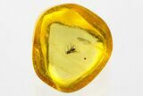 Detailed Fossil Wasp (Chalcidoidea) In Baltic Amber #352708-1